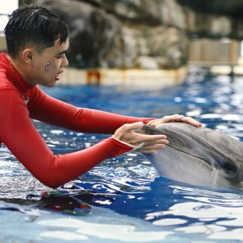 花蓮海洋公園套裝行程飯店規劃-海豚表演