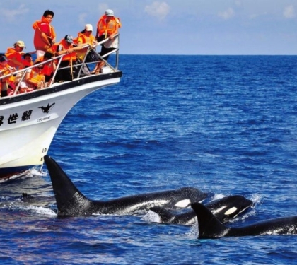 花蓮賞鯨季節大公開！抓準時機出遊，享受海洋知性探索之旅